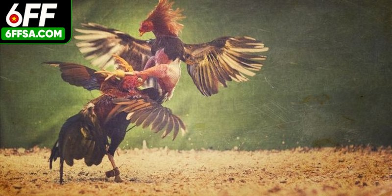 Giữ kiên nhẫn, bình tĩnh là yếu tố quyết định các sư kê chơi hay, thắng lớn